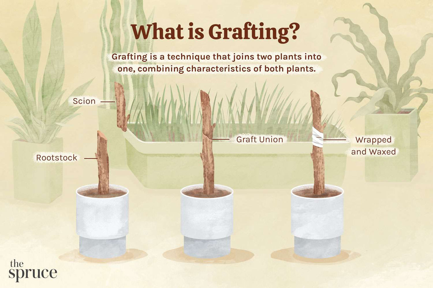 Grafting Tool