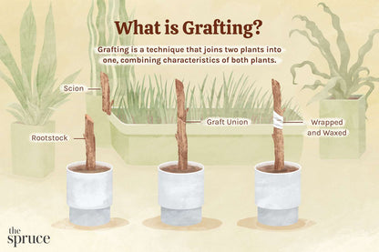 Grafting Tool